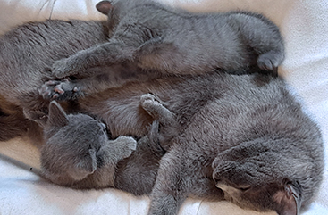 Chartreux Kitten