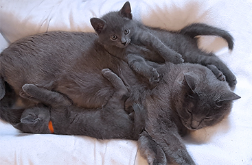 Chartreux Kitten
