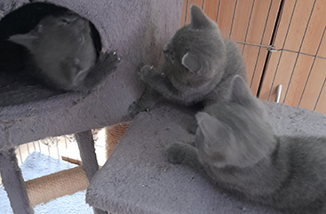 Chartreux Kitten